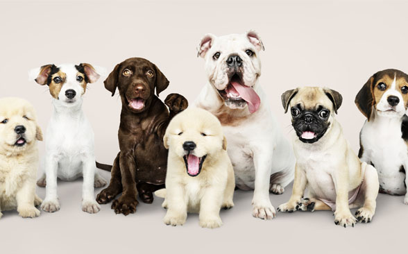 Top Dog Breeds and Popular Names