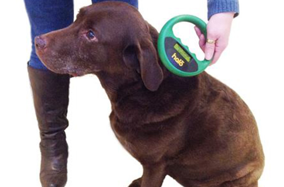 Dogs Microchip Being Scanned